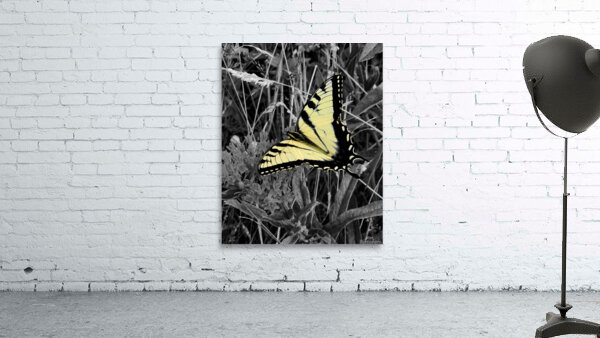 Swallowtail Butterfly by Earthshine Emporium