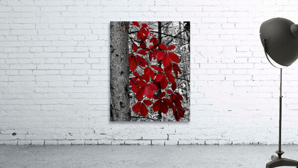 Virginia Creeper by Earthshine Emporium