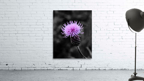 Thistle by Earthshine Emporium