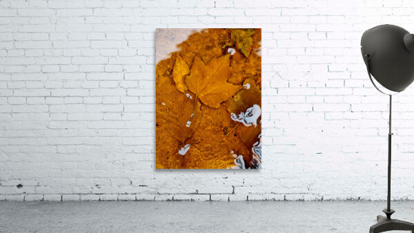 Red Maple Encased In Iron Oxide Wall Preview