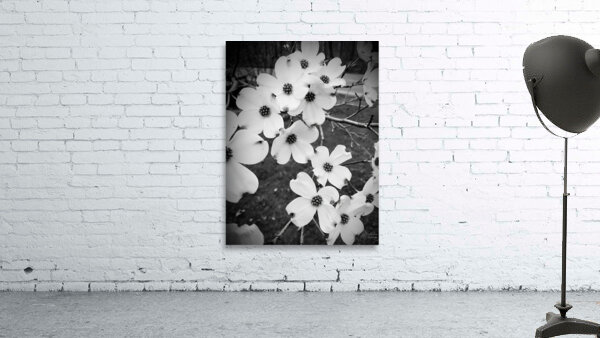Flowering Dogwood Wall Preview