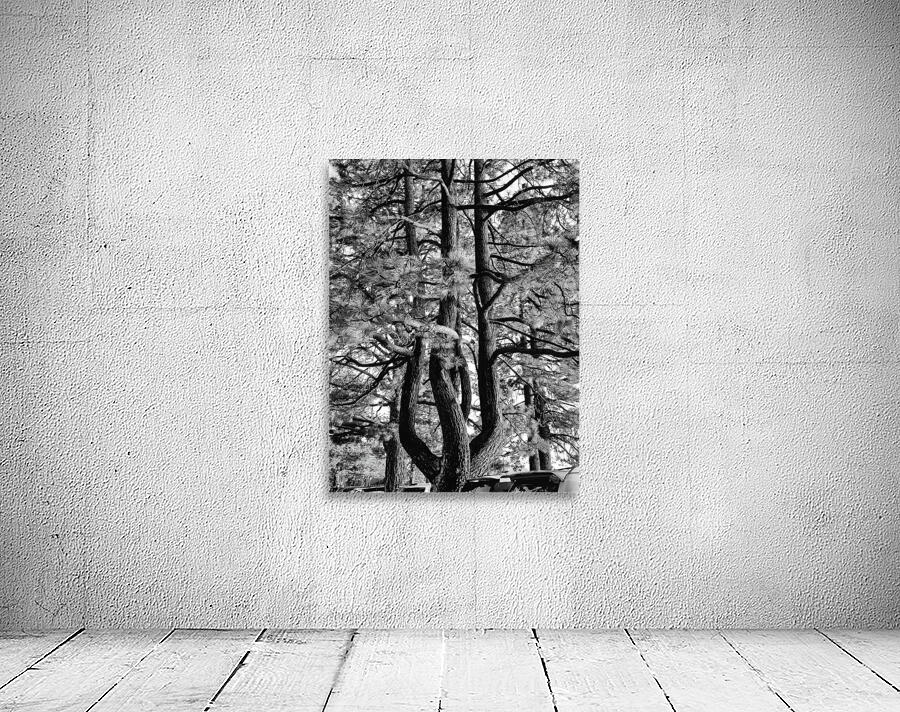 Evergreen Trident Wall Preview