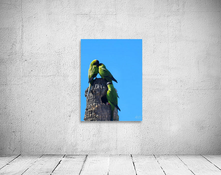 Nanday Parakeets Wall Preview