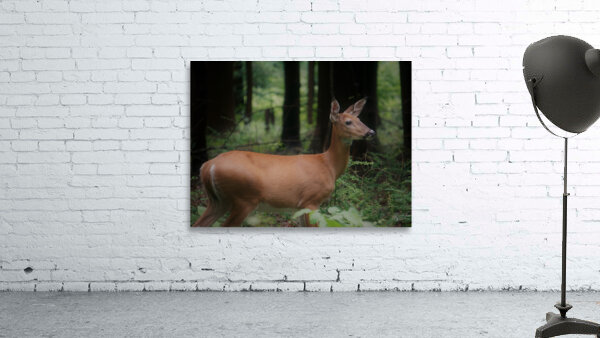Doe Wall Preview