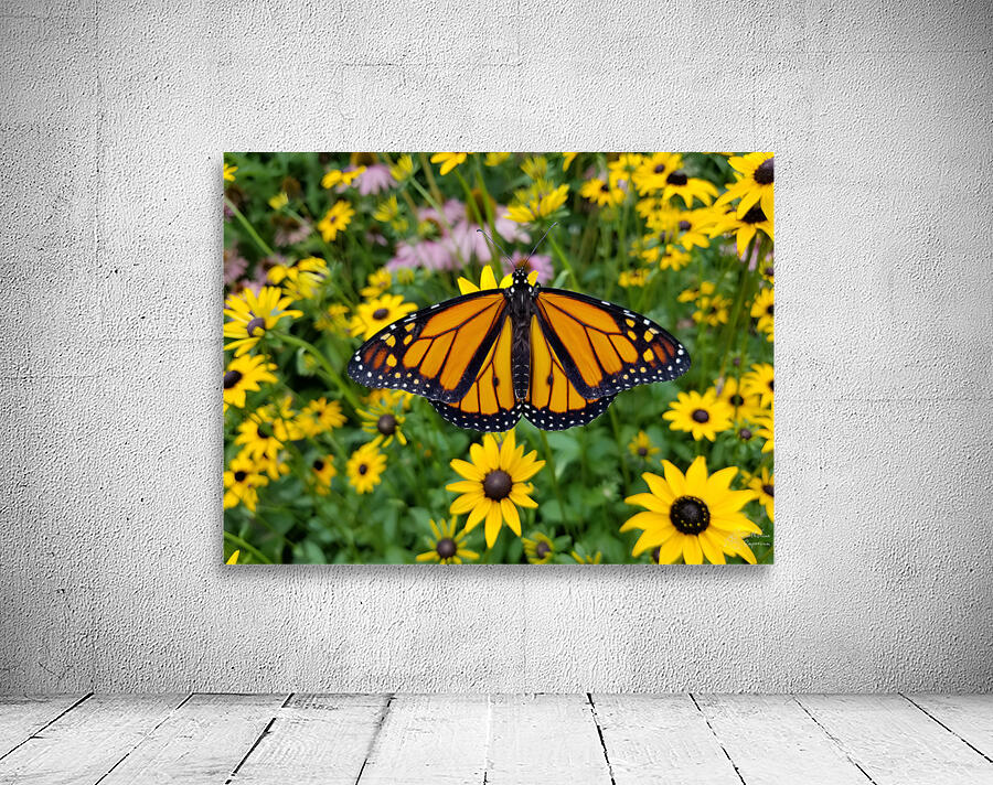 Monarch & Black Eyed Susan Wall Preview