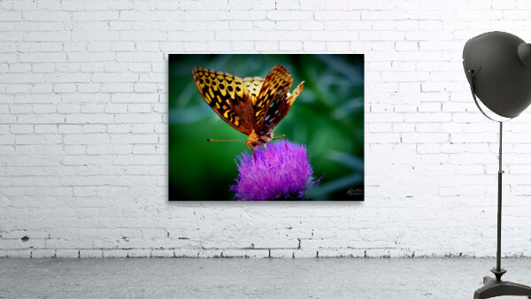 Butterfly On Thistle Wall Preview