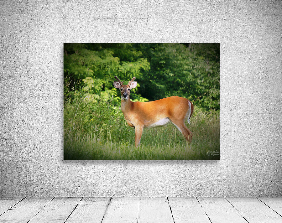 Velvet Buck Wall Preview