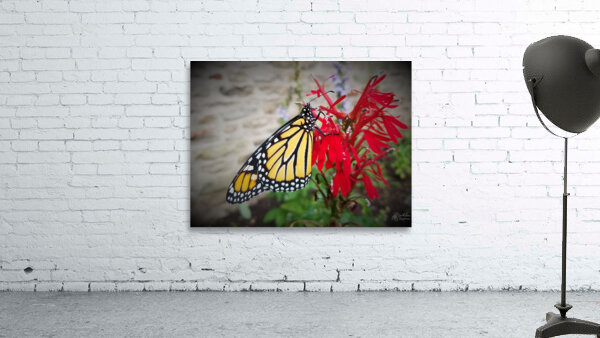 Monarch On Cardinal Flower by Earthshine Emporium