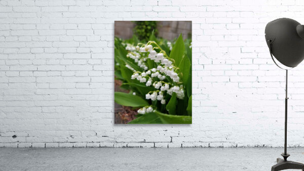 Lily Of The Valley Wall Preview