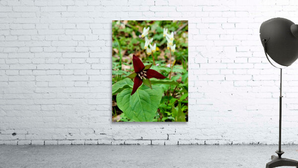 Red Trillium And Dutchmans Breeches Wall Preview