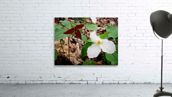 Trillium Wall Preview