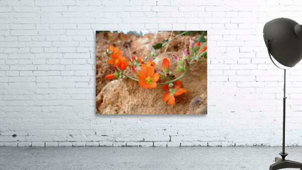 Orange Flowers Wall Preview