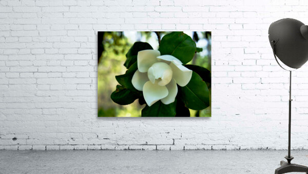 Magnolia Flower Wall Preview