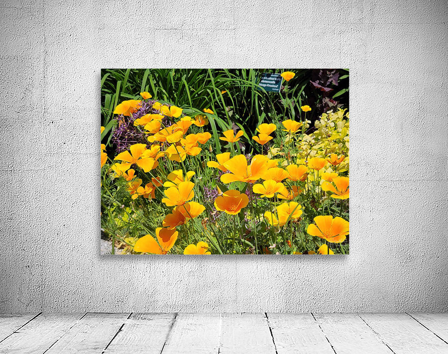 California Poppies Wall Preview