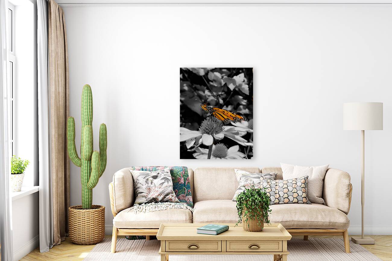 Monarch Butterfly Reproduction