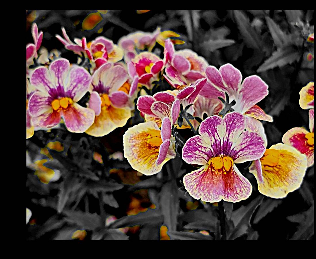 Orchids 1 Reproduction