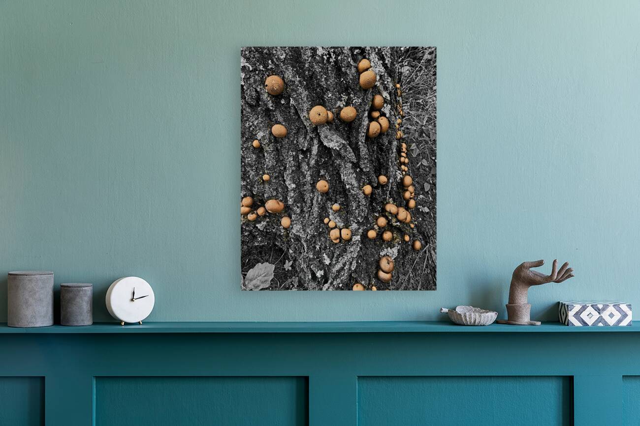 Puffball Mushrooms Reproduction