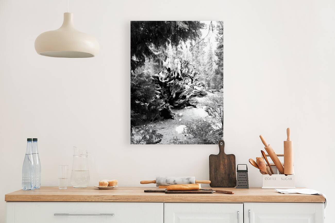 Sequoia Root Wad Reproduction