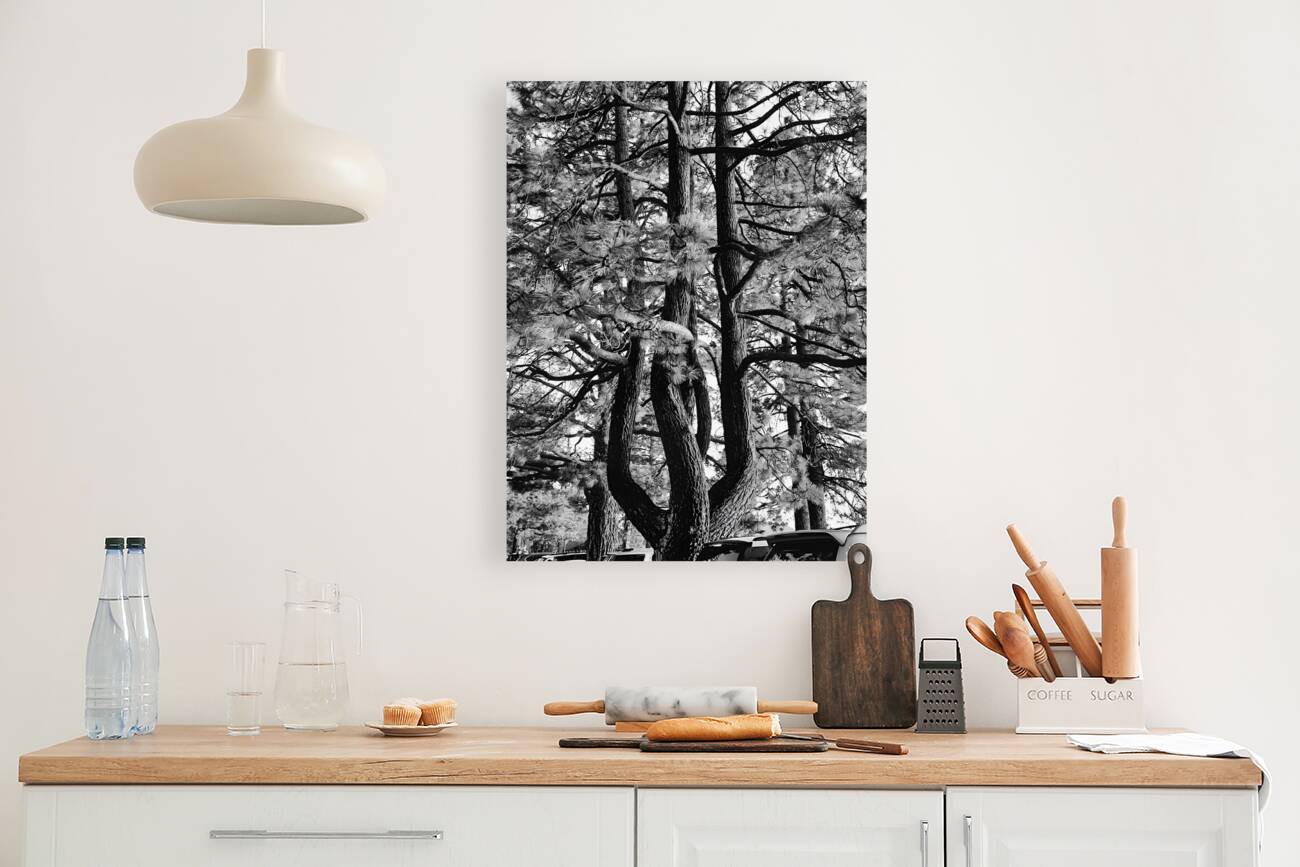 Evergreen Trident Reproduction