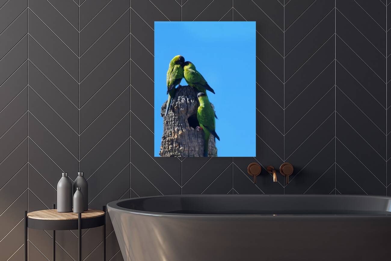 Nanday Parakeets Reproduction