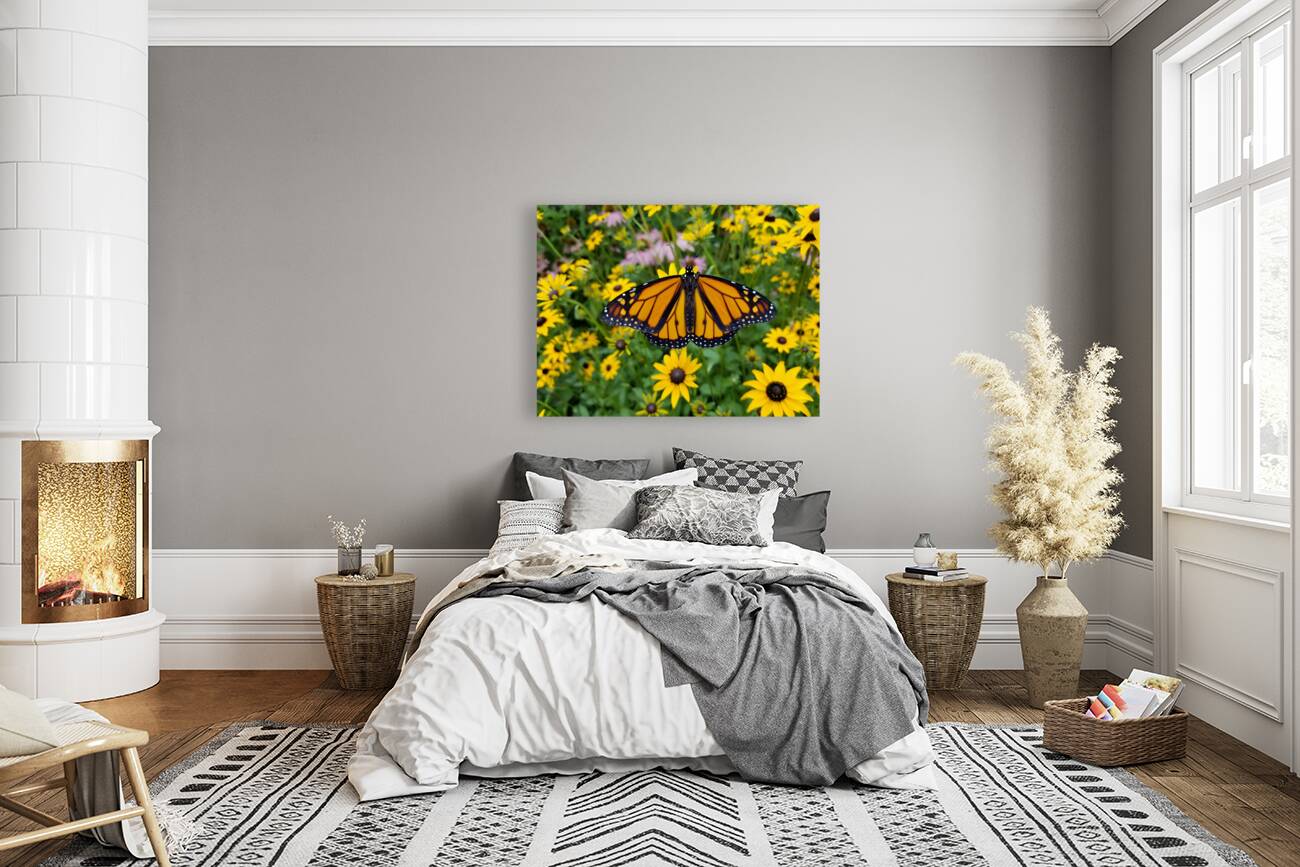 Monarch & Black Eyed Susan Reproduction
