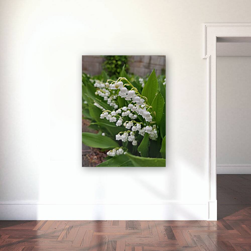 Lily Of The Valley Reproduction