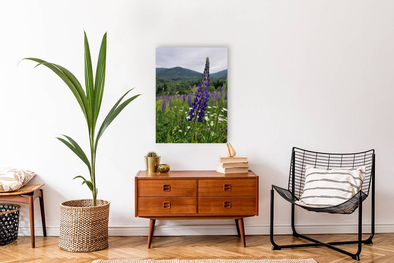 White Mountain Lupines Reproduction