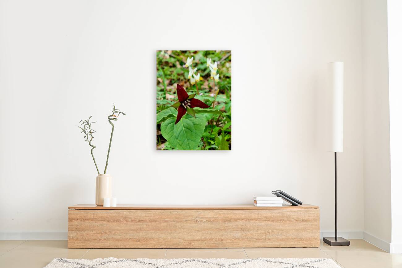 Red Trillium And Dutchmans Breeches Reproduction