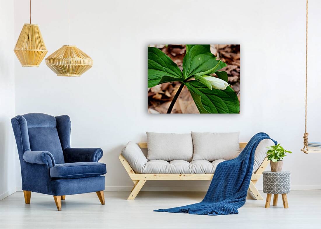 White Trillium Bud Reproduction