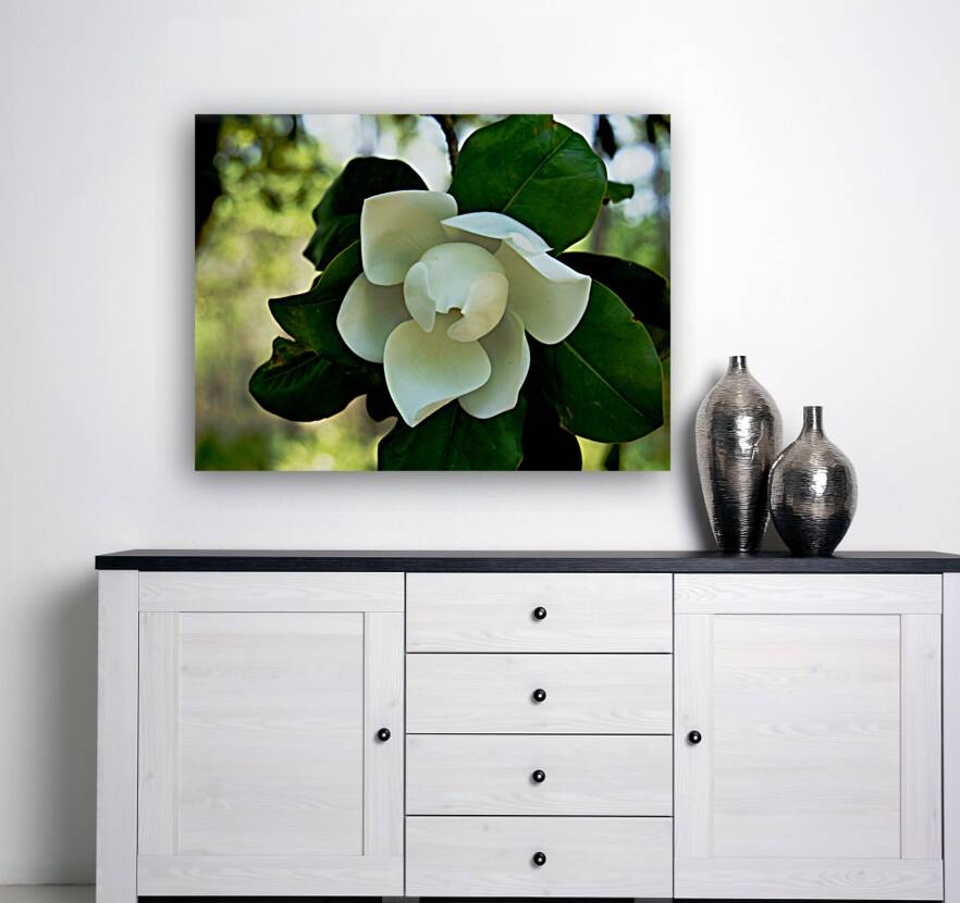 Magnolia Flower Reproduction