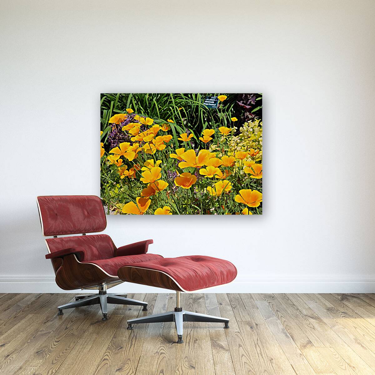 California Poppies Reproduction