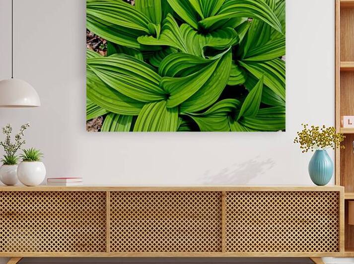 Green False Hellebore by Earthshine Emporium