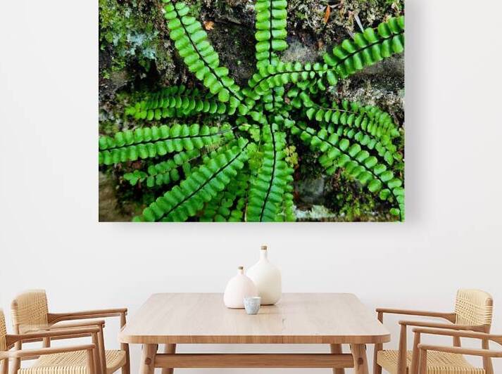 Maidenhair Spleenwort by Earthshine Emporium