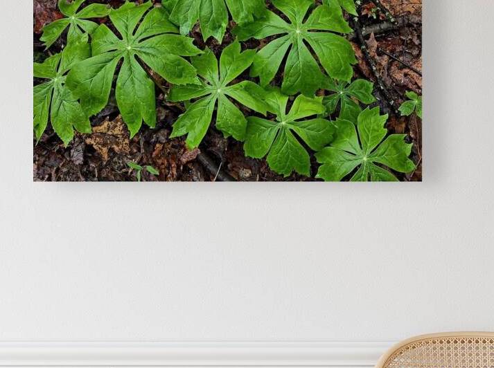 Mayapples 1 by Earthshine Emporium