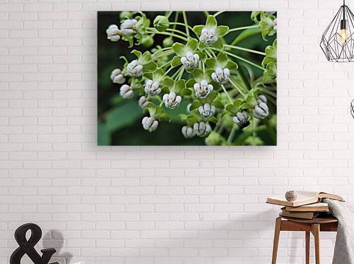 Poke Milkweed by Earthshine Emporium