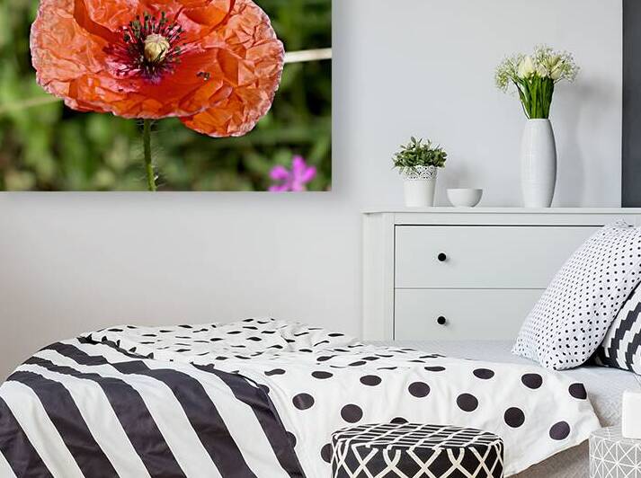 Poppy by Earthshine Emporium