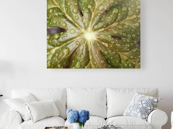 Raindrops on Mayapple by Earthshine Emporium