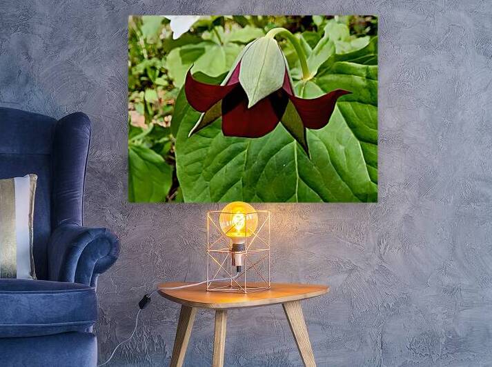Red Trillium Nodding by Earthshine Emporium