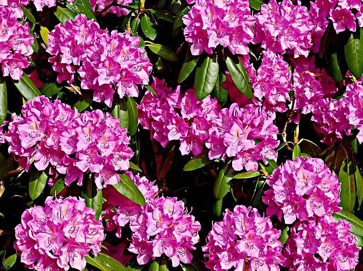 Rhododendron by Earthshine Emporium