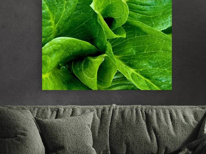 Skunk Cabbage Furls by Earthshine Emporium