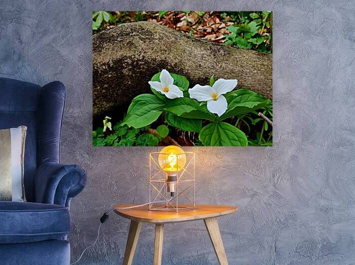 Trillium Duo by Earthshine Emporium