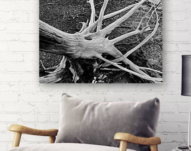 Roots by Earthshine Emporium