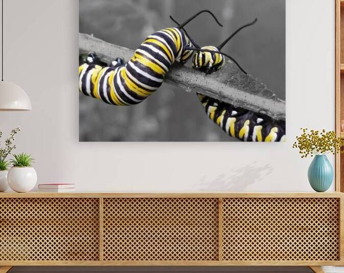 Monarch Caterpillars by Earthshine Emporium