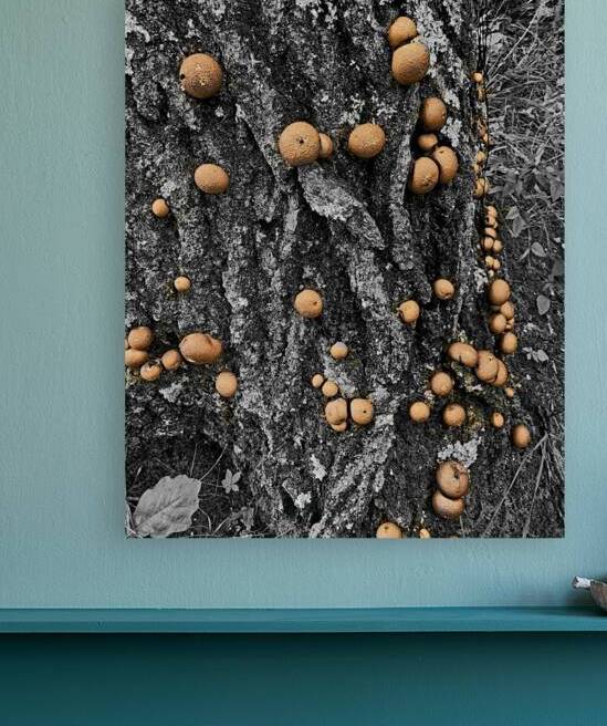 Puffball Mushrooms by Earthshine Emporium