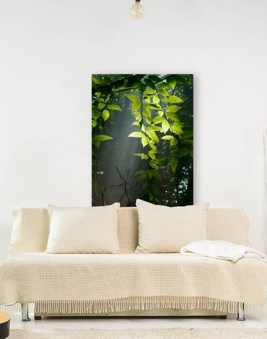 Beech Trees by Earthshine Emporium