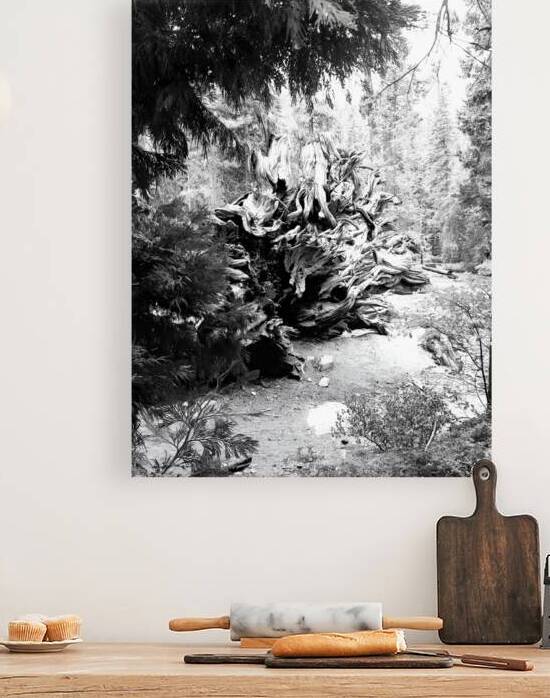 Sequoia Root Wad by Earthshine Emporium