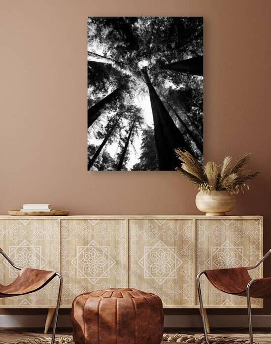 Redwoods by Earthshine Emporium