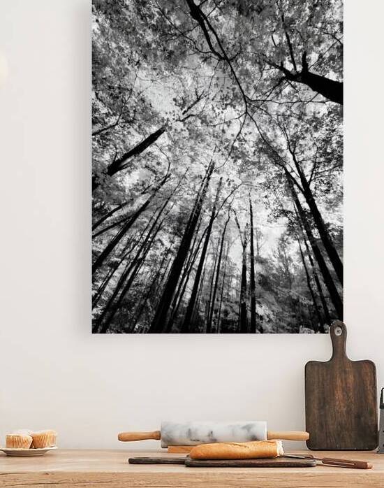 Forest Canopy by Earthshine Emporium