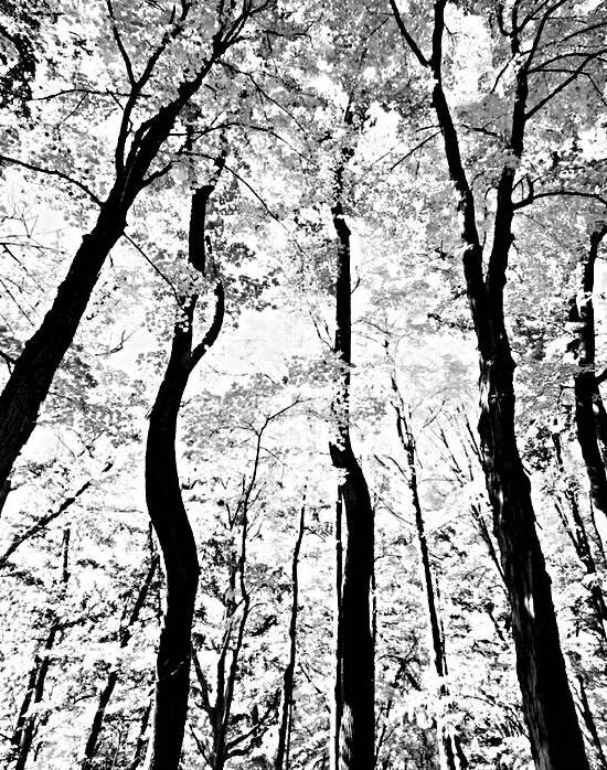 Pennsylvania Woods by Earthshine Emporium