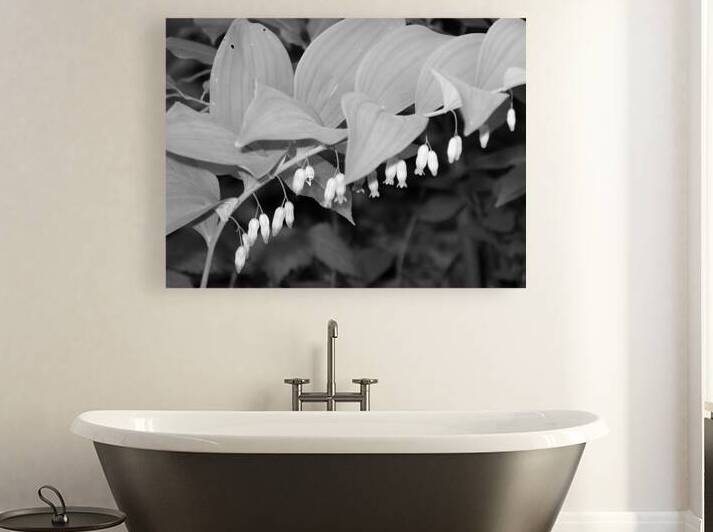 Solomon Seal by Earthshine Emporium